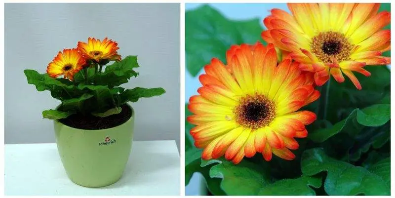 Гербера Оранж Д12