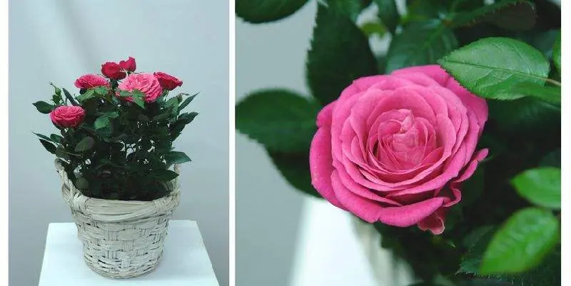 Роза Патио-Хит Д12