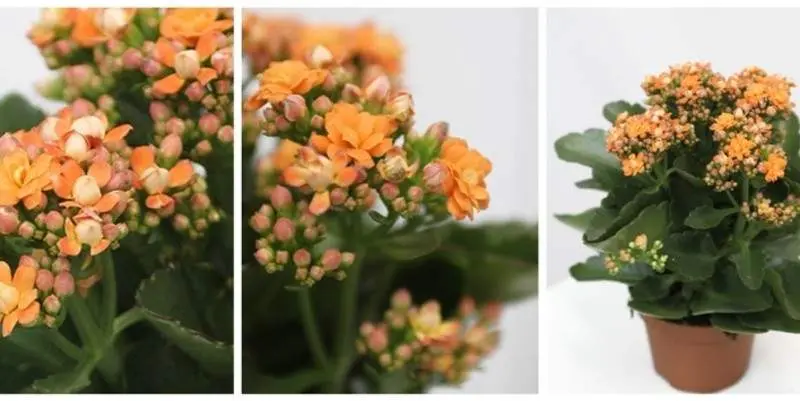 Каланхое Роял Дон Д12