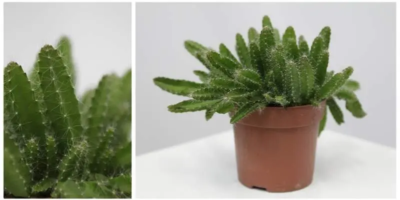 Кактус Гилоцереус волнистый Д10