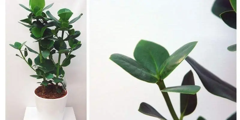 Клузия Росеа Принцесс (кашпо керамика) Д17 Н60