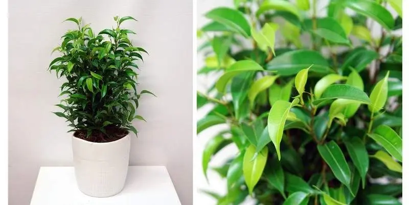 Фикус Бенжамина Наташа Д12 Н30