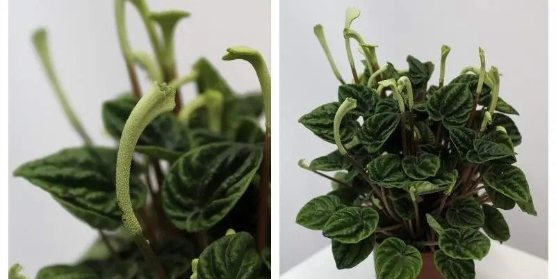 Пеперомия Лилиан Д12 Н35