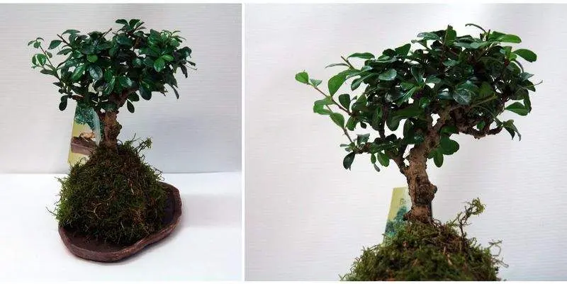 Бонсай Микс в керамике Д21 Н25