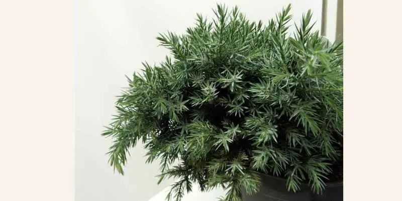 Можевельник чешуйчатый Блю Стар